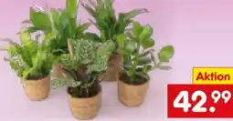 Netto Marken-Discount Plant in a Box Zimmerpflanzen Luftreiniger Angebot