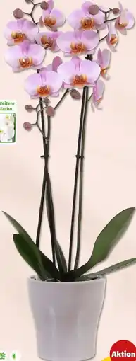 PENNY Schmetterlingsorchideen Angebot