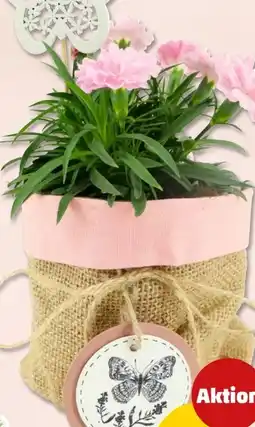 PENNY Bepflanzte Sisaltasche Angebot