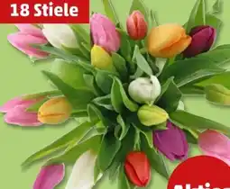 PENNY Tulpen Harlekin XXL Angebot