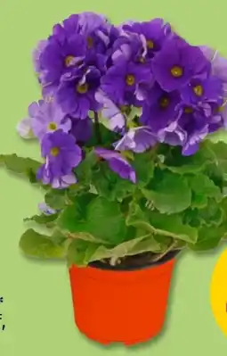 PENNY Becherprimeln Angebot