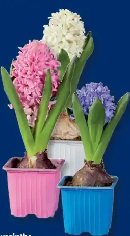 Lidl Hyazinthen Angebot