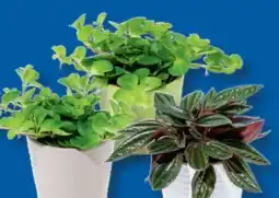 Lidl Mini-Sukkulenten Angebot