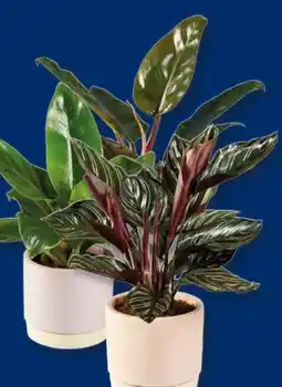 Lidl Grünpflanze in Keramik Angebot