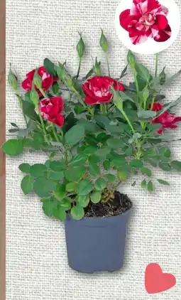 nahkauf Mini Rose Gigi Angebot