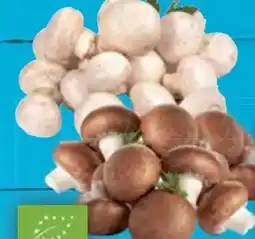 E-Center Bio-Champignons Angebot