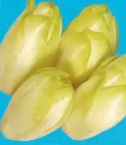 E-Center Chicoree Angebot