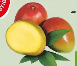 Edeka Xpress Gut & Günstig Mango Kent/Keitt Angebot