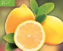 E-Center Bio-Zitronen Angebot