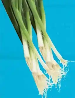 E-Center Lauchzwiebeln Angebot