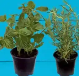 E-Center Rosmarin Angebot