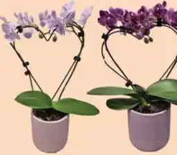 E-Center Orchidee Herzform Angebot