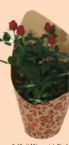 E-Center Topfrose Angebot