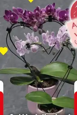 Edeka Orchidee Herzform Angebot