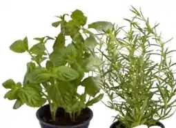 Edeka Rosmarin Angebot