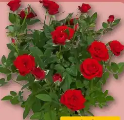 REWE Center Topfrose Angebot