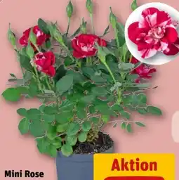 REWE Center Mini Rose Gigi Angebot