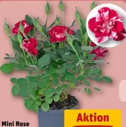 REWE Mini Rose Gigi Angebot