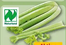 REWE Rewe Bio Staudensellerie Angebot