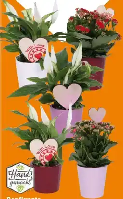 Globus Baumarkt Bepflanzte Arrangements Angebot