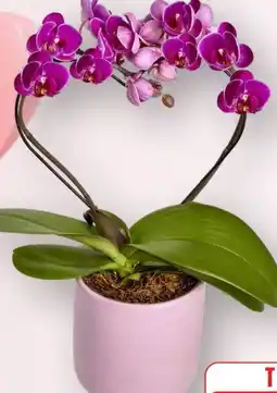 Edeka Schmetterlingsorchideen Angebot