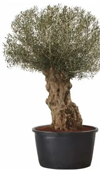 Aldi Nord Olivenbaum Angebot