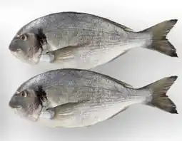 Scheck-in-Center Dorade Royale Angebot