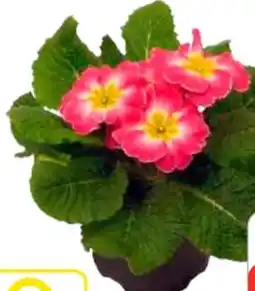 Edeka Vierländer Primeln Angebot