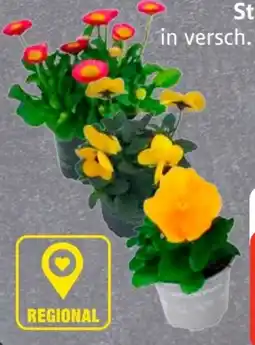 Edeka Vierländer Bellis Angebot