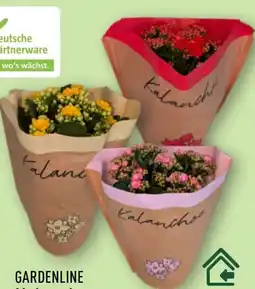 Aldi Nord Gardenline Kalanchoe Angebot