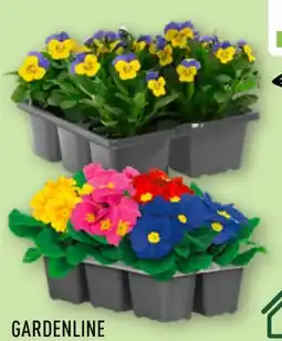 Aldi Nord Gardenline Frühlingsmix Angebot