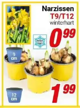 CENTERSHOP Narzissen T9/T12 Angebot