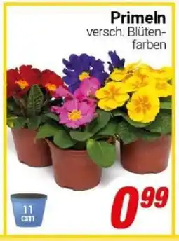 CENTERSHOP Primeln Angebot