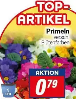 CENTERSHOP Primeln Angebot