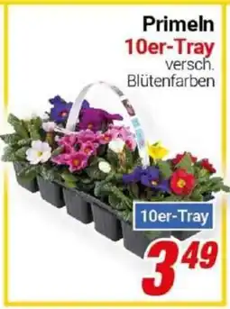 CENTERSHOP Primeln Angebot