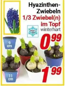 CENTERSHOP Hyazinthen Zwiebeln Angebot