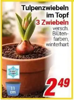CENTERSHOP Tulpenzwiebeln im Topf 3 Zwiebeln Angebot