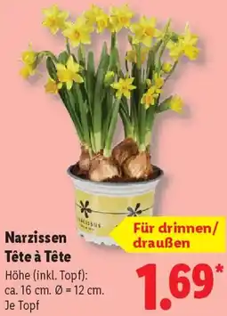 Lidl Narzissen Tête à Tête Angebot