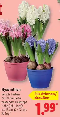 Lidl Hyazinthen Angebot