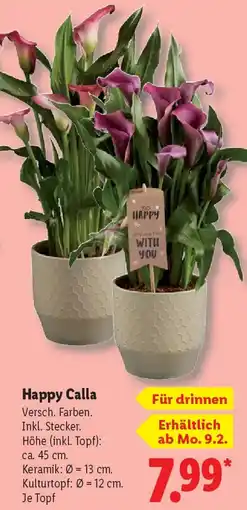 Lidl Happy Calla Angebot