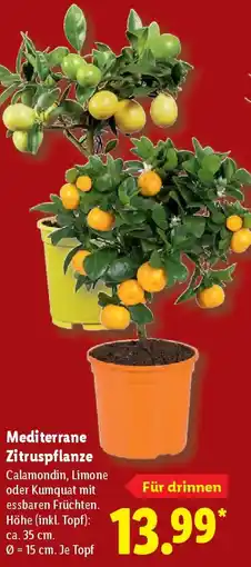 Lidl Mediterrane Zitruspflanze Angebot