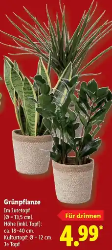 Lidl Grünpflanze Angebot