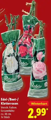 Lidl Edel-/Beet-/ Kletterrosen Angebot