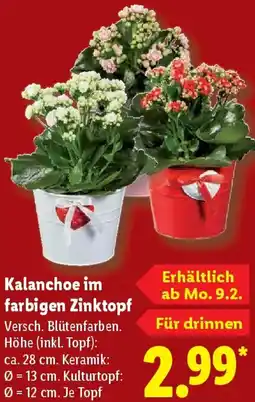 Lidl Kalanchoe im farbigen Zinktopf Angebot