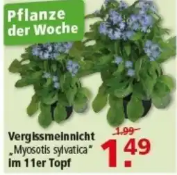 Multi Markt Vergissmeinnicht Angebot
