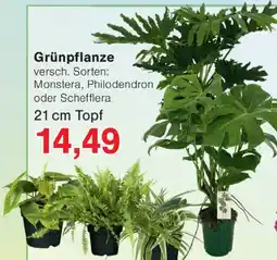 Wiglo Wunderland Grünpflanze Angebot
