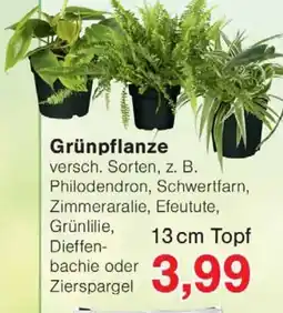 Wiglo Wunderland Grünpflanze Angebot