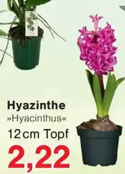 Wiglo Wunderland Hyazinthe >>Hyacinthus<< Angebot