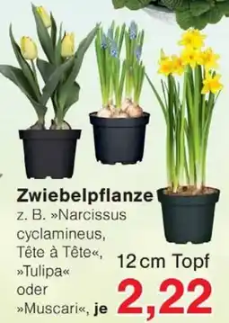 Wiglo Wunderland Zwiebelpflanze Angebot