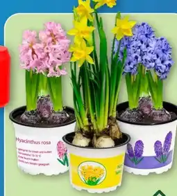Aldi Nord Gardenline Narzissen Angebot
